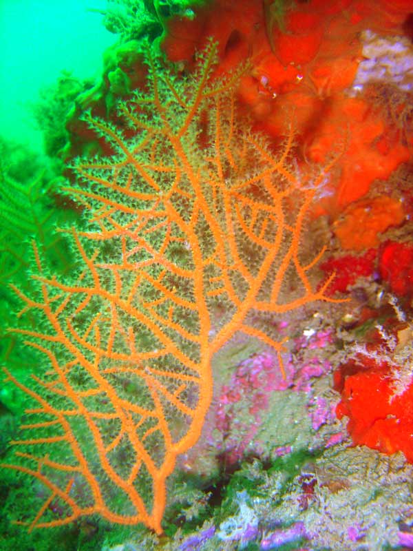 Gorgonia tronja i esponja vermella