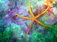 Una estrella de mar de color tronja