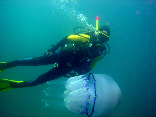 la Marta i una medusa