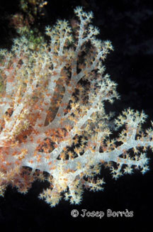 coral tou