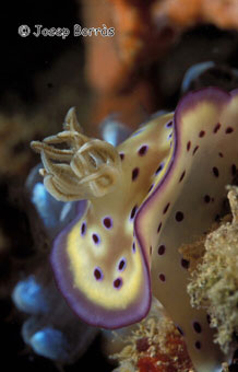 detall nudibranqui