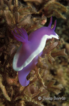 nudibranqui