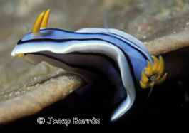 nudibranqui