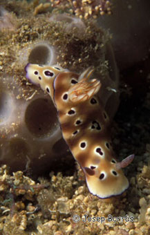 nudibranqui