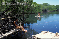 manglar en Apo reef